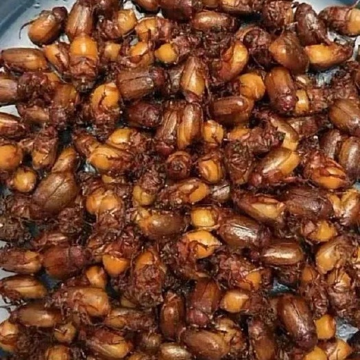 郸城县金龟子瞎乱碰苍虫