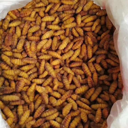 郑州蚕蛹