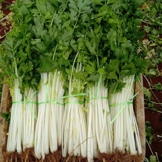 昆明优质白芹，货源充足