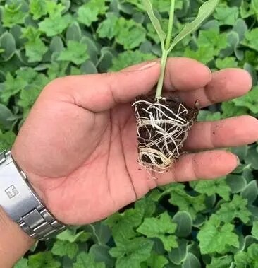 丰顺县精品丝瓜秧苗 菱角瓜苗 产量高 育苗基地直供