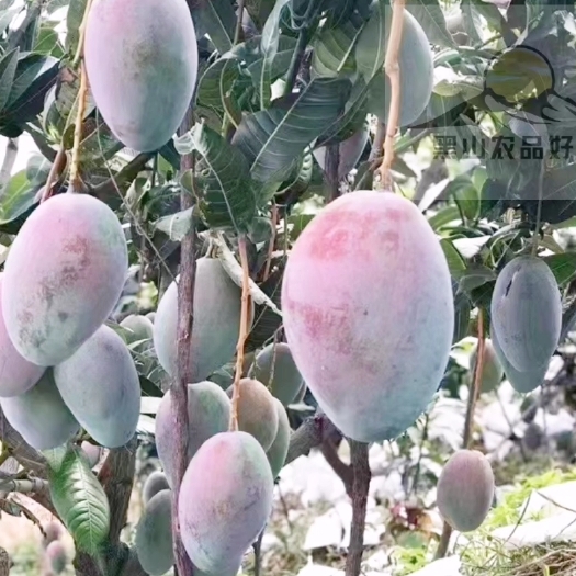 晚熟精品芒果 凯特芒果