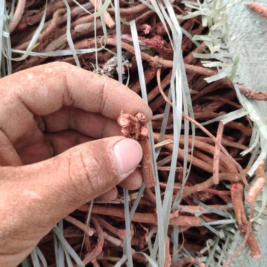 尤溪县茜草全根