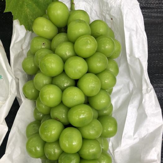 宾川县云南宾川阳光玫瑰精品好果现货大量供应团购批发渠道代发