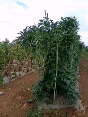 桂林豆角批发