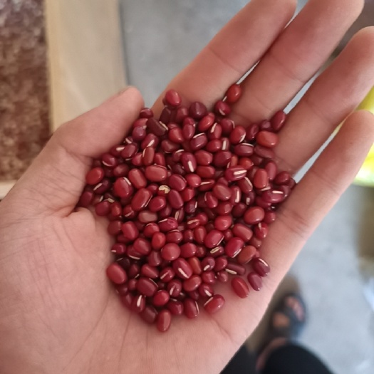 红小豆 红豆 质量好 熬粥磨面 价格美丽