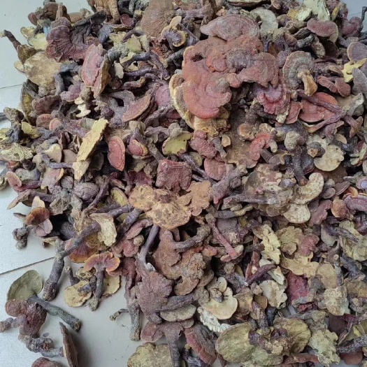 勐腊县赤芝。