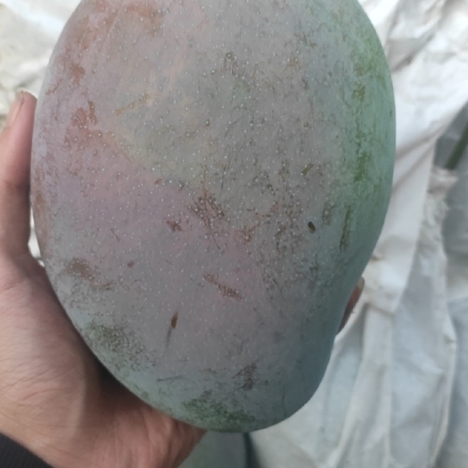 攀枝花代办攀枝花凯特芒果皮薄肉厚 香甜软糯口口爆汁热带地区的果子