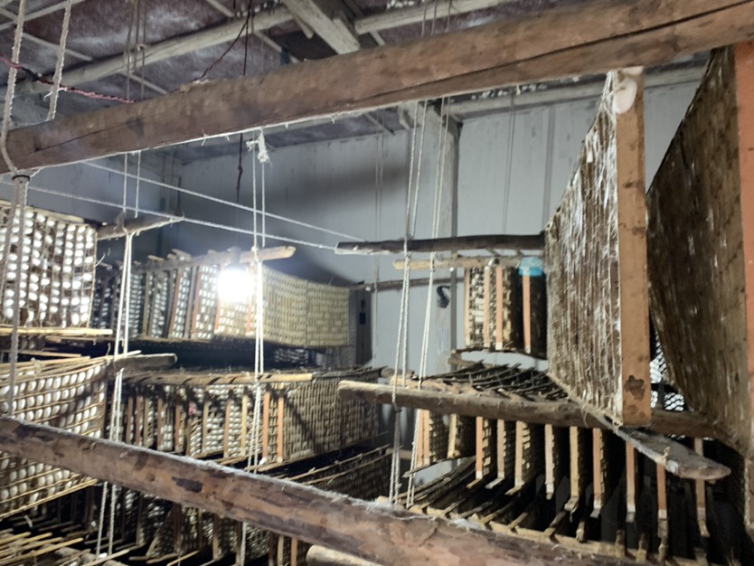 蚕茧初级农产品