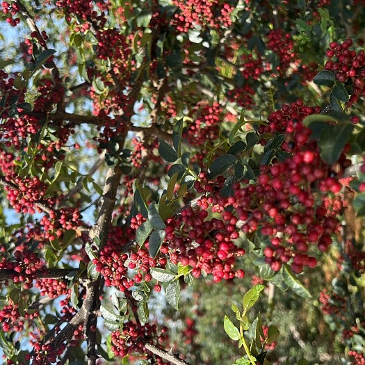 大凉山盐源花椒