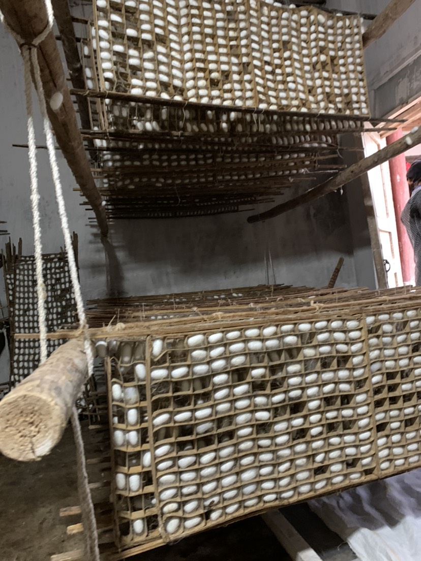 蚕茧初级农产品