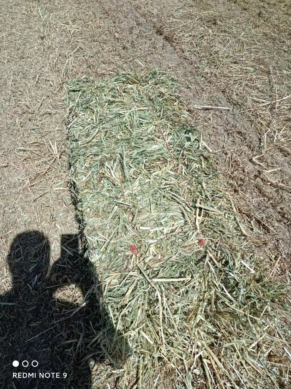 金塔县2023年头茬小捆燕麦草
