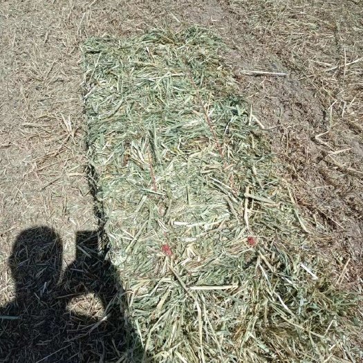金塔县2024年小捆燕麦草