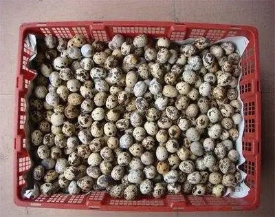固镇县鹌鹑蛋