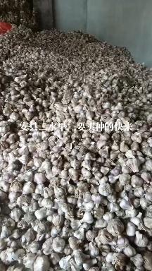 什邡市大蒜，包蒜，办蒜