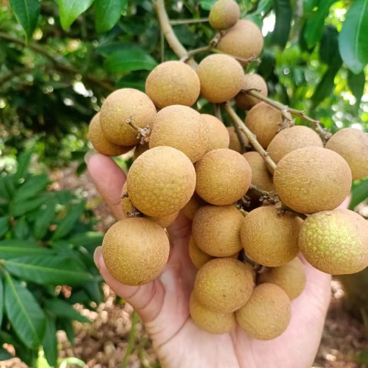 龙眼基地，石硖，储良龙眼大量上市，产地直发，欢迎订购！