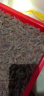 高州市澳洲小龙虾虾苗