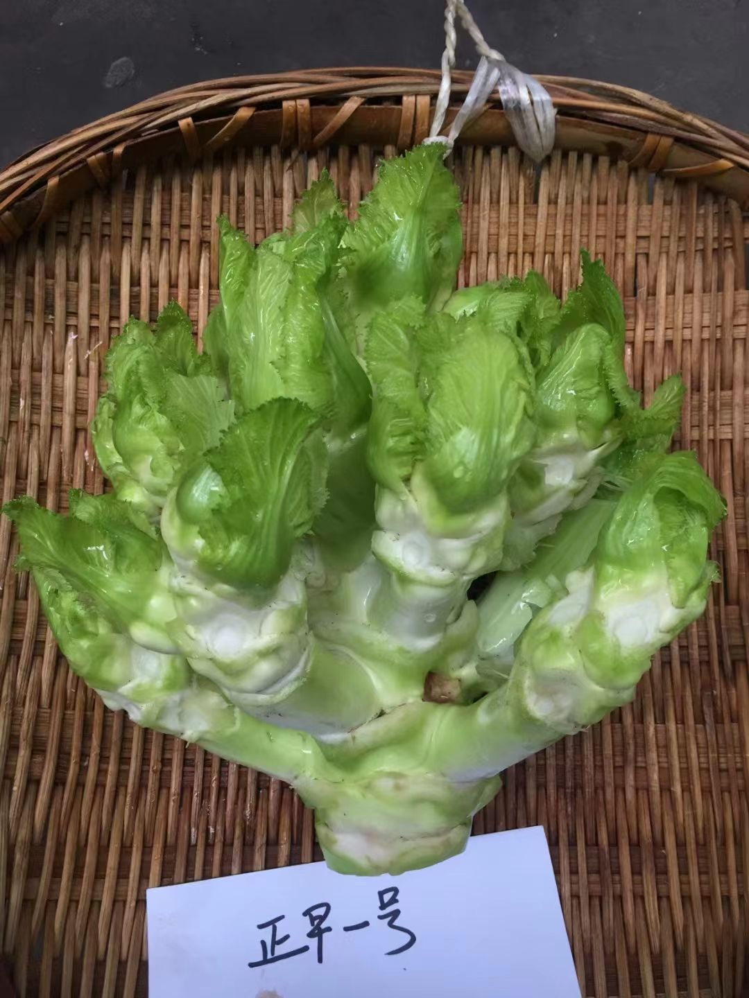 儿菜种子正早一号儿菜种子早熟儿菜种子口感脆嫩清香微甜芥菜种子