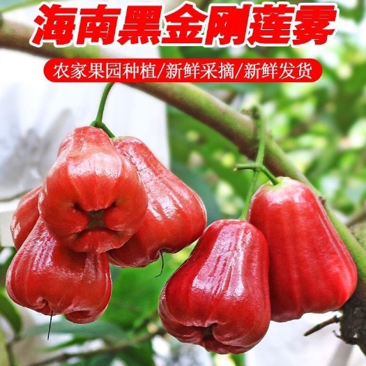 海南黑金刚莲雾果园现摘现发新鲜水果莲雾果热带莲雾顺丰包邮