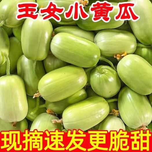 寿光市黄瓜新鲜玉女黄瓜水果小黄瓜拇指黄瓜生吃青瓜白玉黄瓜现摘现发