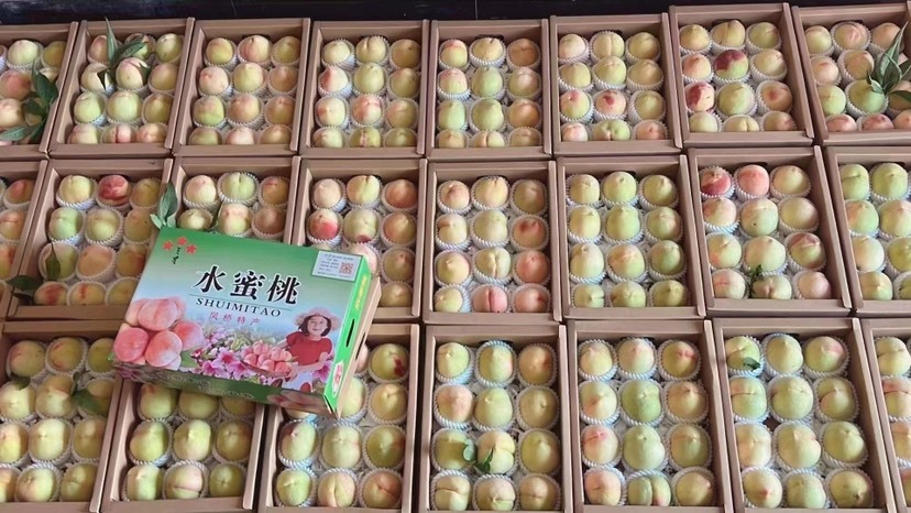 嘉兴凤桥水蜜桃