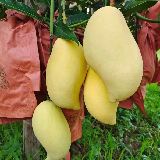 永胜县云南鹰嘴芒果10斤包邮现摘现发新鲜应季水果