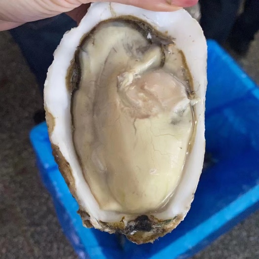 乳山市净化蚝 液氮冷冻半壳牡蛎（生蚝）72粒/箱