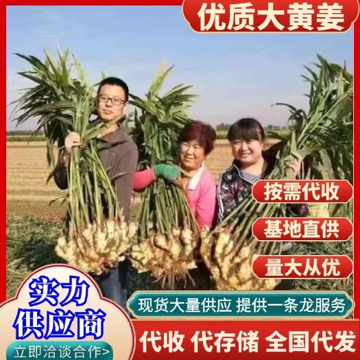 沂南县新鲜生姜批发 大黄姜小黄姜代发代存现挖现发价格便宜