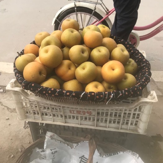 荆州圆黄梨 甘甜可口