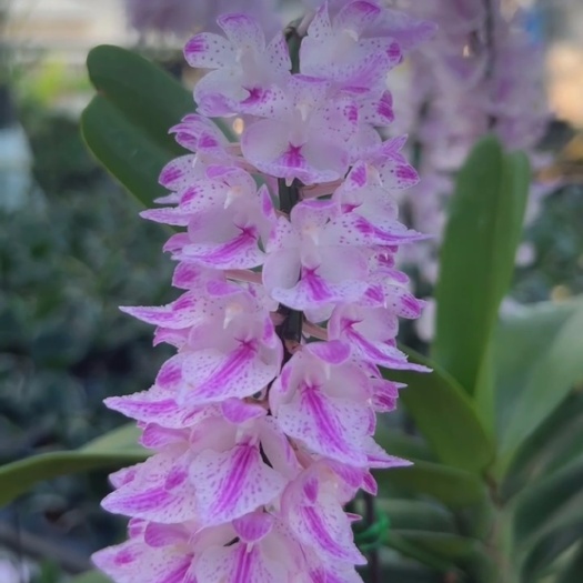 香花多花指甲兰浓香型附生兰小苗