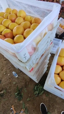 蒙阴县蒙阴蜜桃