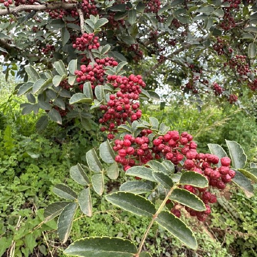 盐源县大凉山鲜红花椒