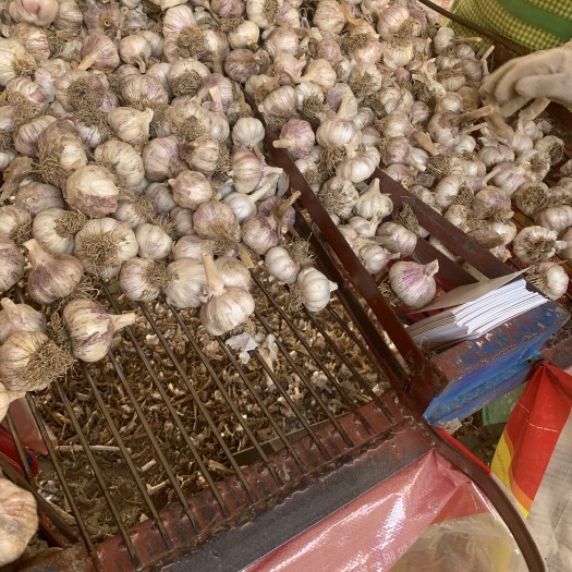 大名县大名蒜种宽叶蒜种