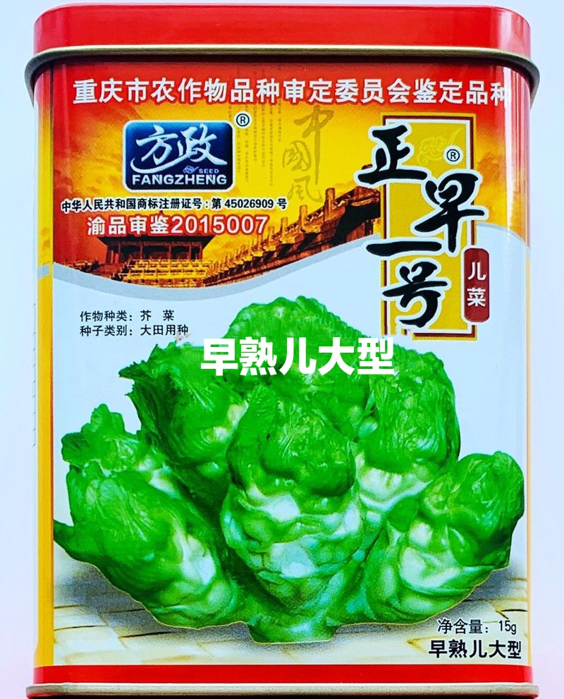 儿菜种子正早一号儿菜种子早熟儿菜种子口感脆嫩清香微甜芥菜种子