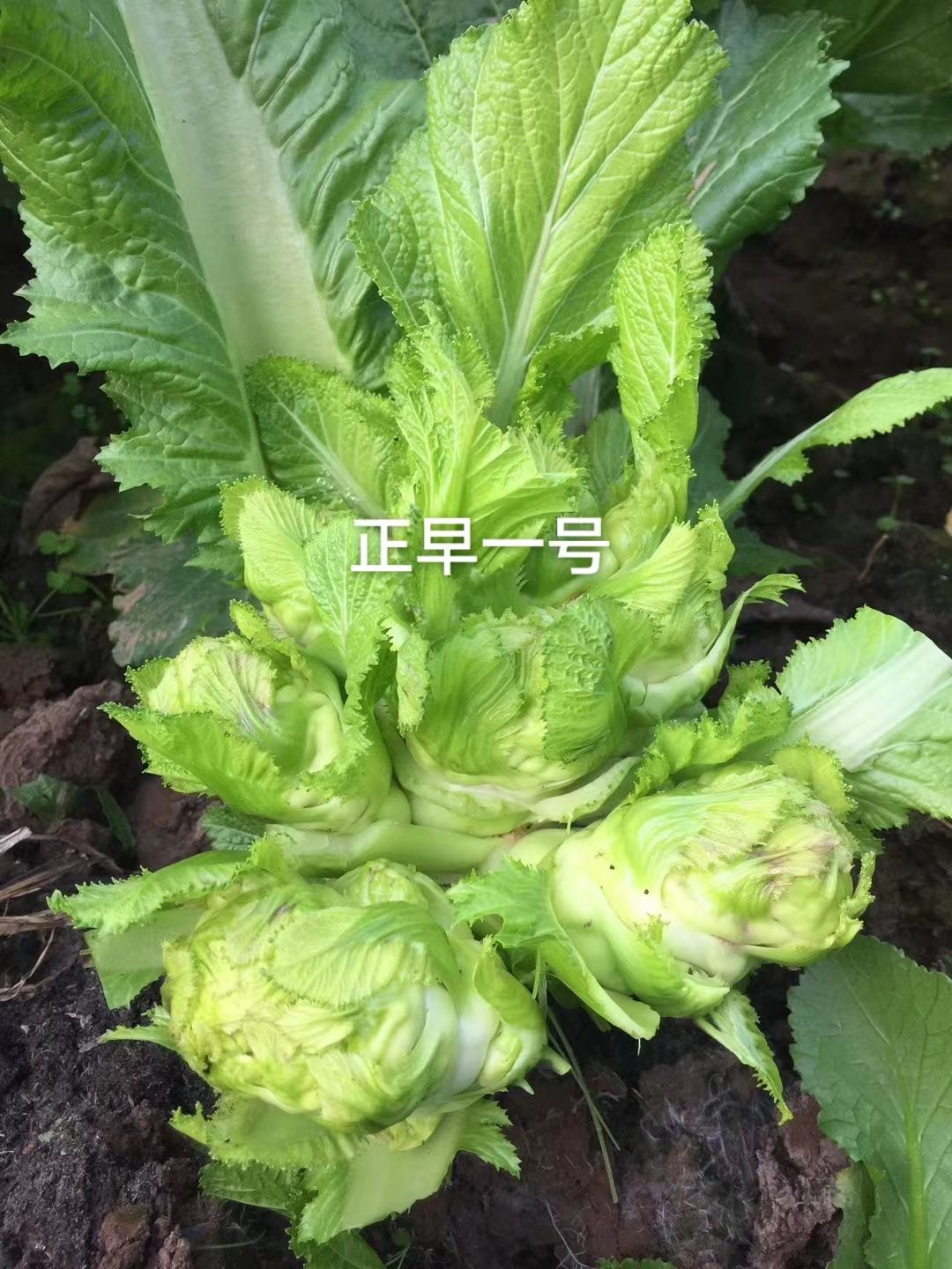 儿菜种子正早一号儿菜种子早熟儿菜种子口感脆嫩清香微甜芥菜种子