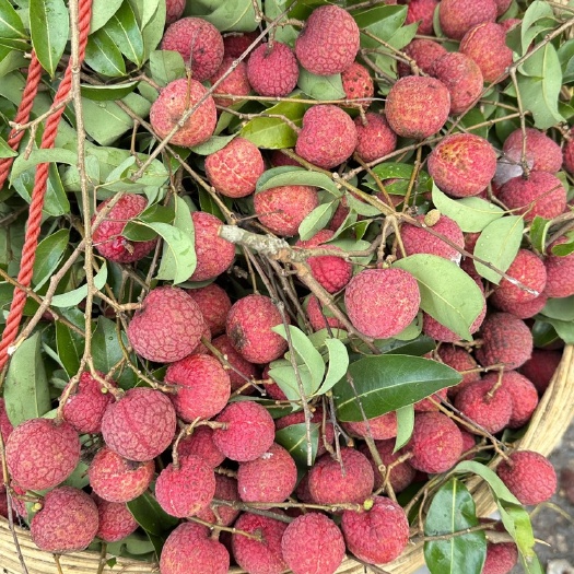 平南县广西平南县桂平麻洞桂味大量上市，甜多汁，产地直销