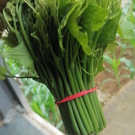 马山县佛手瓜苗【龙须菜】