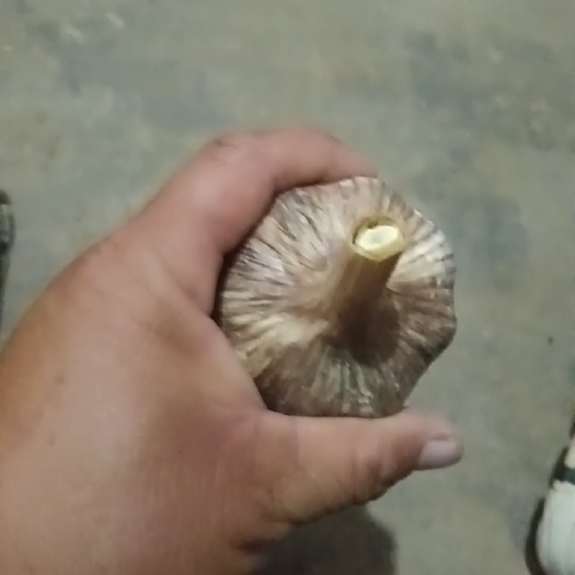 大名县农户一手货源，货好量大，要好蒜米料的老板来电