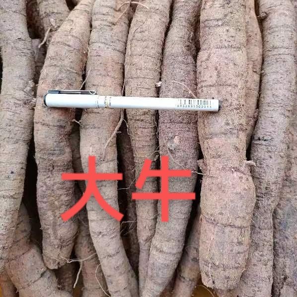 新鲜牛大力鲜货薯煲汤泡酒好料规格齐全