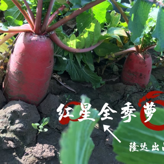 红萝卜种子  红星全季红皮萝卜种子