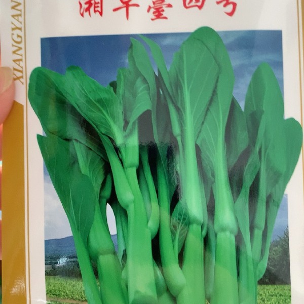 湘早四号白菜苔种子