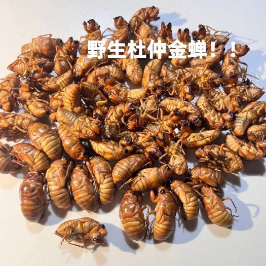 灵宝市2024新鲜 知了猴 现捕 杜仲金蝉 河南特产 省内顺丰包邮