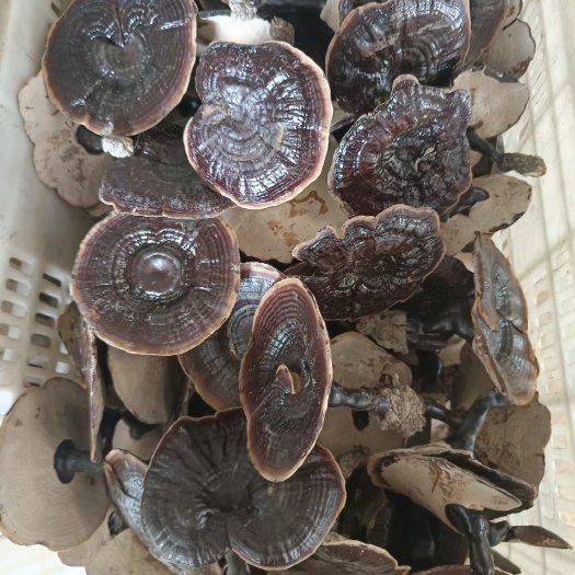 寻乌县新货金边紫灵芝不苦黑灵芝小灵芝薄边灵芝