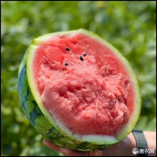 东台市无籽美都 口感佳 货源充足