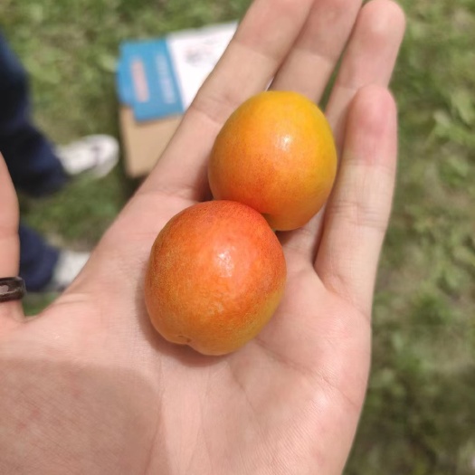 上海新疆吊干杏