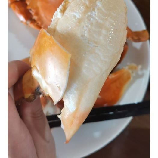 宁波青蟹