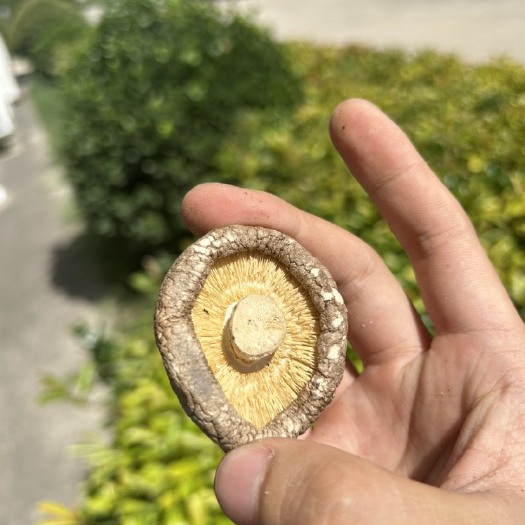 灵宝市干香菇 源头厂家 价格便宜 品质优
