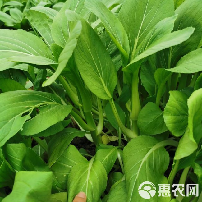 湘早四号白菜苔种子