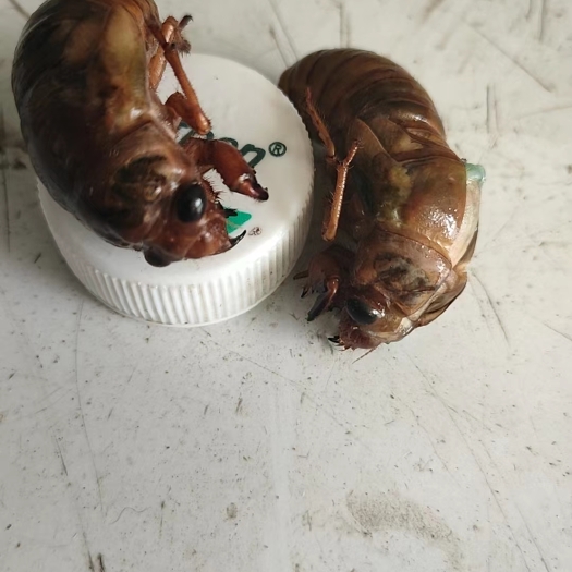 青神县蝉蛹    金蝉