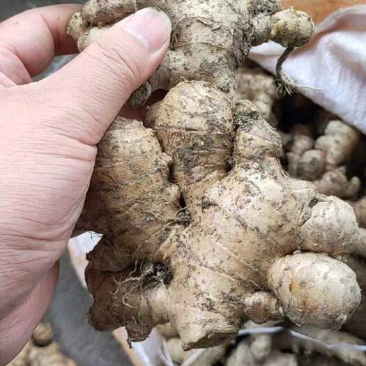 汝城县湖南优质小黄姜，姜母