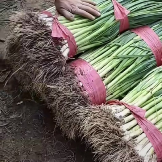 西宁精品蒜苗现要现挖